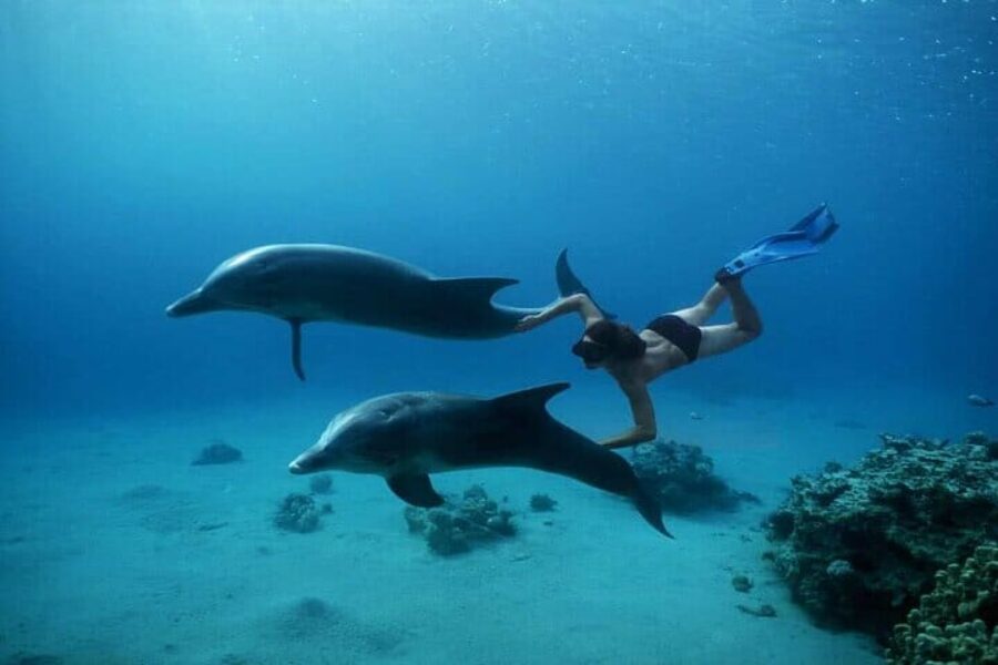 Dolphin House- Snorkeling Boat Trip